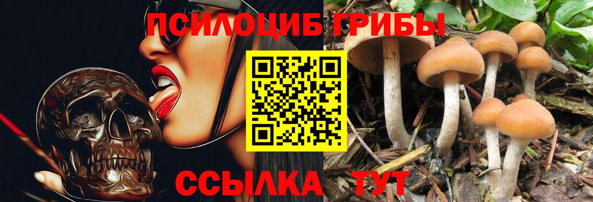 Галлюциногенные грибы Psilocybine cubensis Кондопога